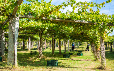 Rías Baixas DO: Cradle of Albariño grape variety